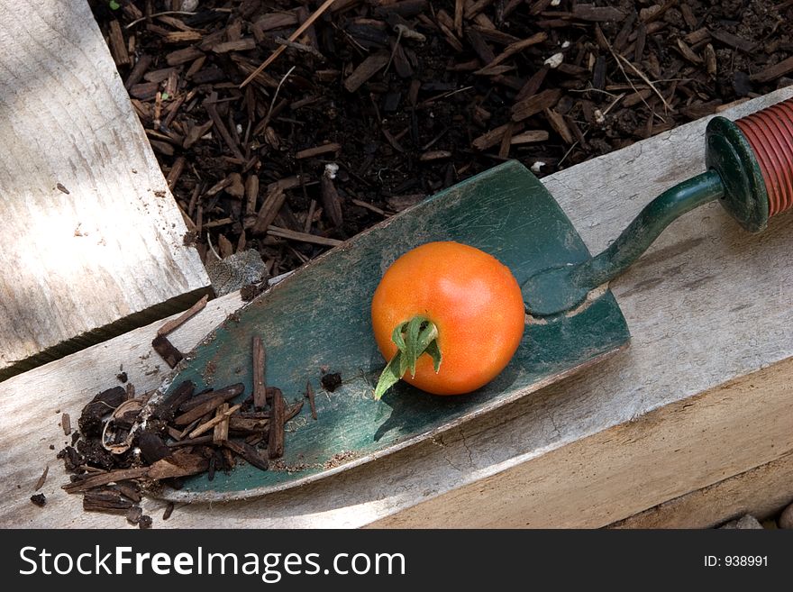 A shovel catches a ripening tomato falling from the vine. A shovel catches a ripening tomato falling from the vine.