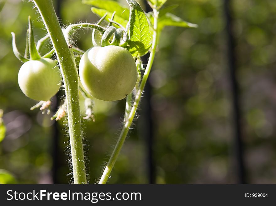 A matching pair of young tomatoes ripen on the curly vine showing the lazy days of summer waiting to pass. A matching pair of young tomatoes ripen on the curly vine showing the lazy days of summer waiting to pass.