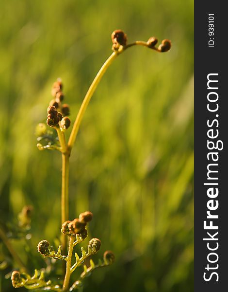 Young fern fronds unfurling in warm sunlight. Young fern fronds unfurling in warm sunlight