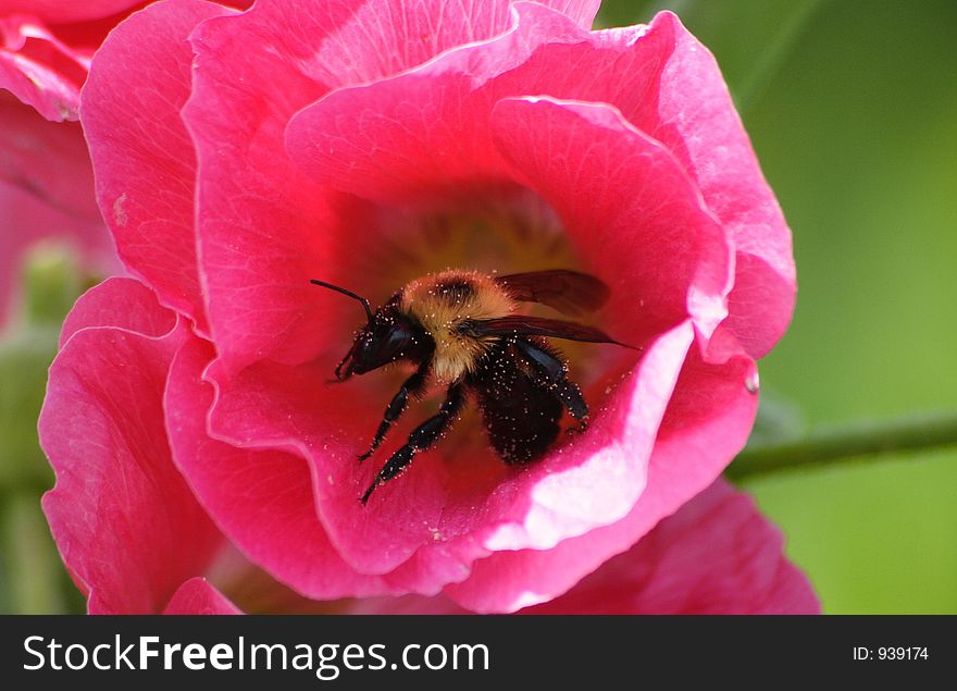 A bee covered in pollen inside a pink flower. A bee covered in pollen inside a pink flower