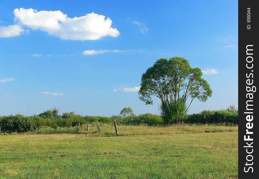 A Lonely Tree In The Field