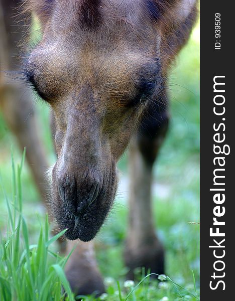 Camel eating grass