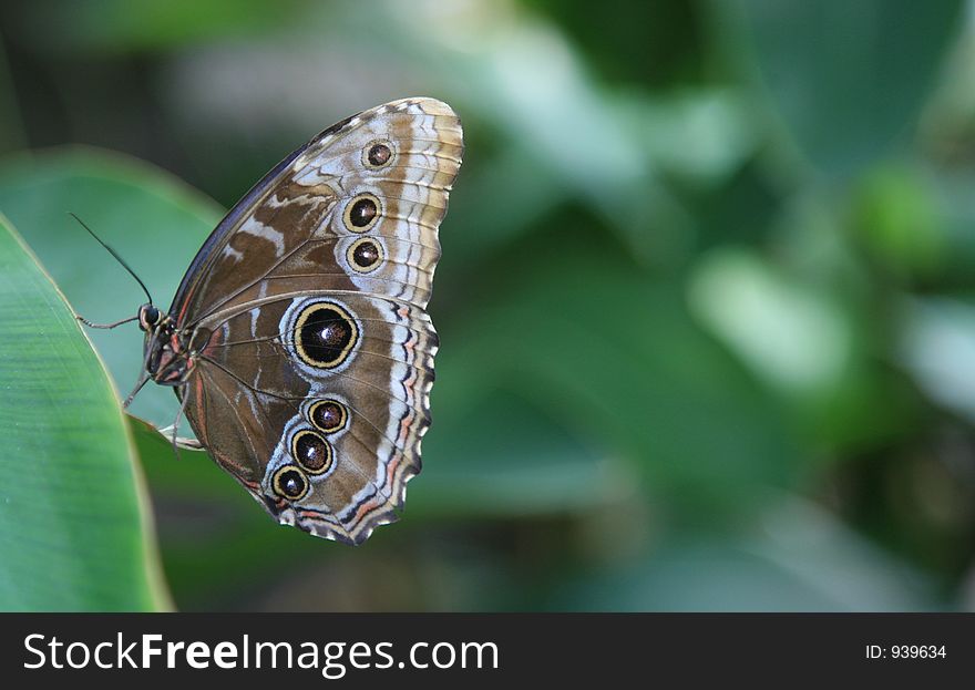 Very detailed closeup of a beautiful butterly. Very detailed closeup of a beautiful butterly