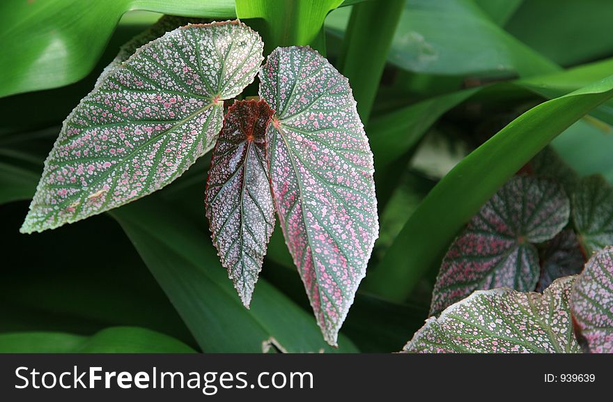 Three very detailed and beautiful leaves. Three very detailed and beautiful leaves