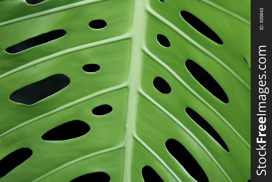 Leaf With Symetrical Holes