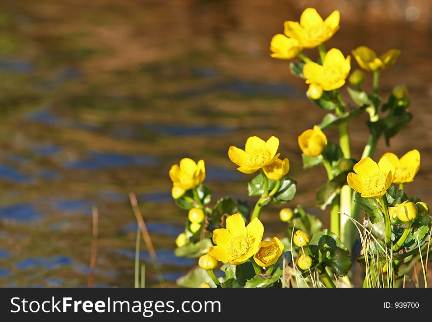 Photograph of yellow flowers on a riverbank bathed in the evening sun, reflections of the flowers on the still stream passing by. Photograph of yellow flowers on a riverbank bathed in the evening sun, reflections of the flowers on the still stream passing by