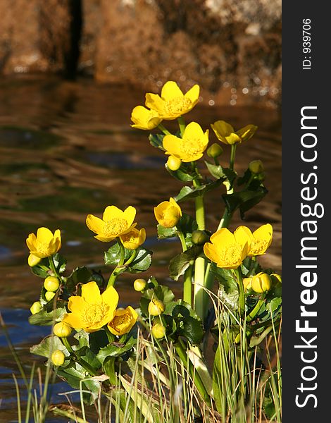 Photograph of yellow flowers on a riverbank bathed in the evening sun, reflections of the flowers on the still stream passing by. Photograph of yellow flowers on a riverbank bathed in the evening sun, reflections of the flowers on the still stream passing by