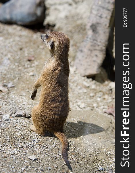 A meerkat (Suricata suricatta) at Zoo