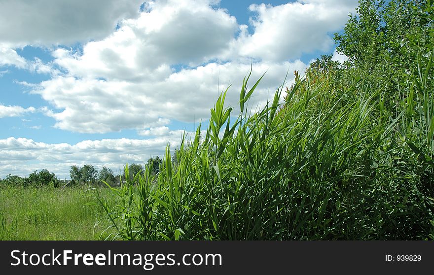 Green cane and cloudy sky in summer day