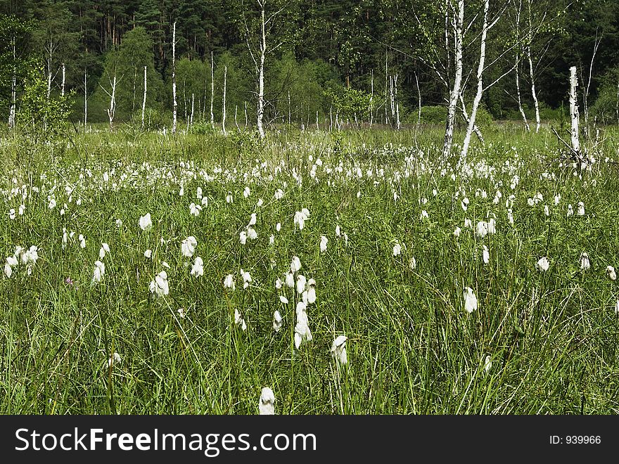 Meadow of cotton grass and birches. Meadow of cotton grass and birches