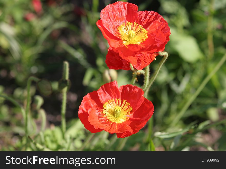 Poppy flowers closeup