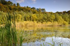 Pond In The Forest Royalty Free Stock Photo Pond In The Forest Royalty Free Stock Photo
