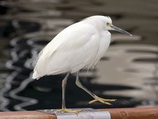 White Heron Stock Photography
