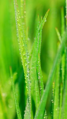 Wheat Royalty Free Stock Photography Wheat Royalty Free Stock Photography