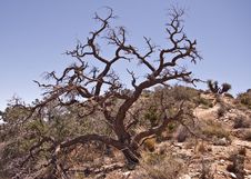 Gnarled Oak Tree Royalty Free Stock Photos Gnarled Oak Tree Royalty Free Stock Photos