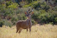 Alert Kudu Stock Image