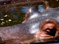 Hippo Stock Photo