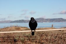 Blackbird Royalty Free Stock Photo Blackbird Royalty Free Stock Photo