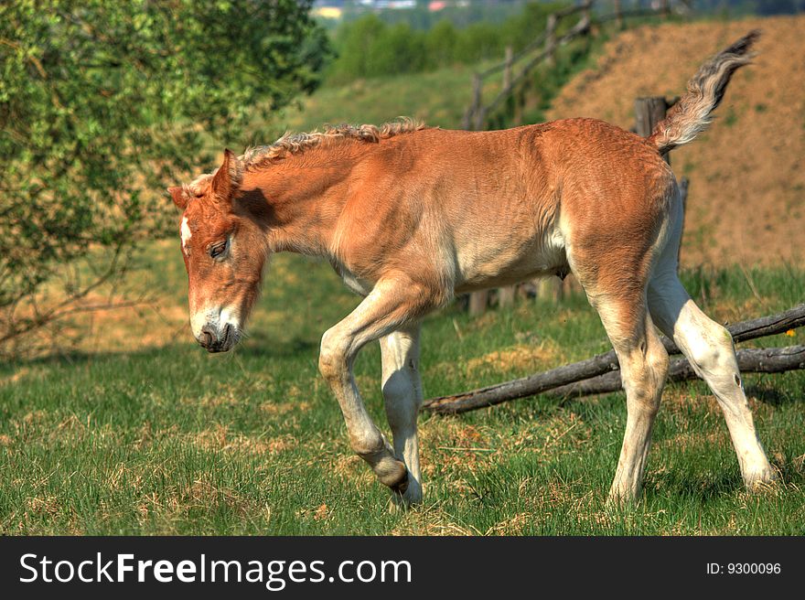 Newly born colt trots over to mother. Newly born colt trots over to mother