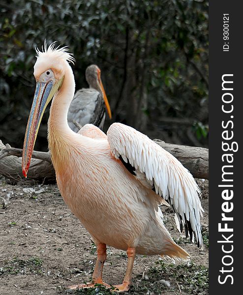 Pink pelican looking great in wild.