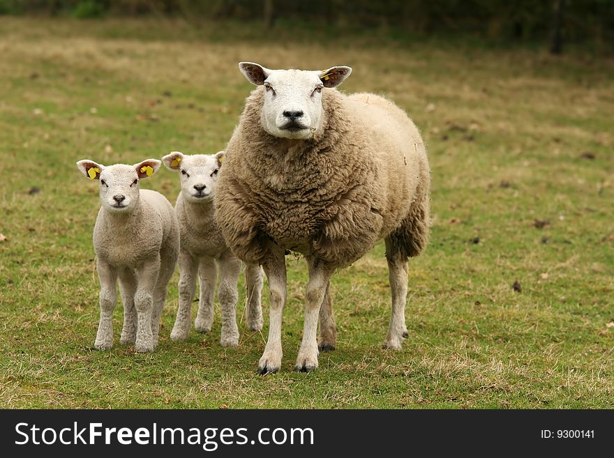 Mother sheep and two little lambs looking at you