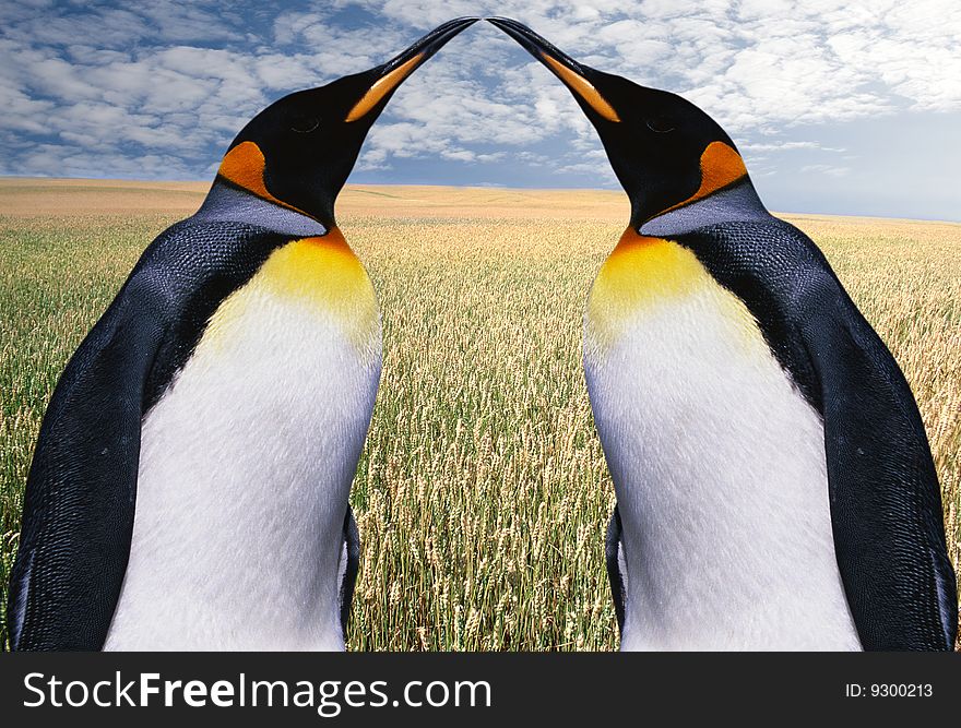 area. of is emperor none penguins