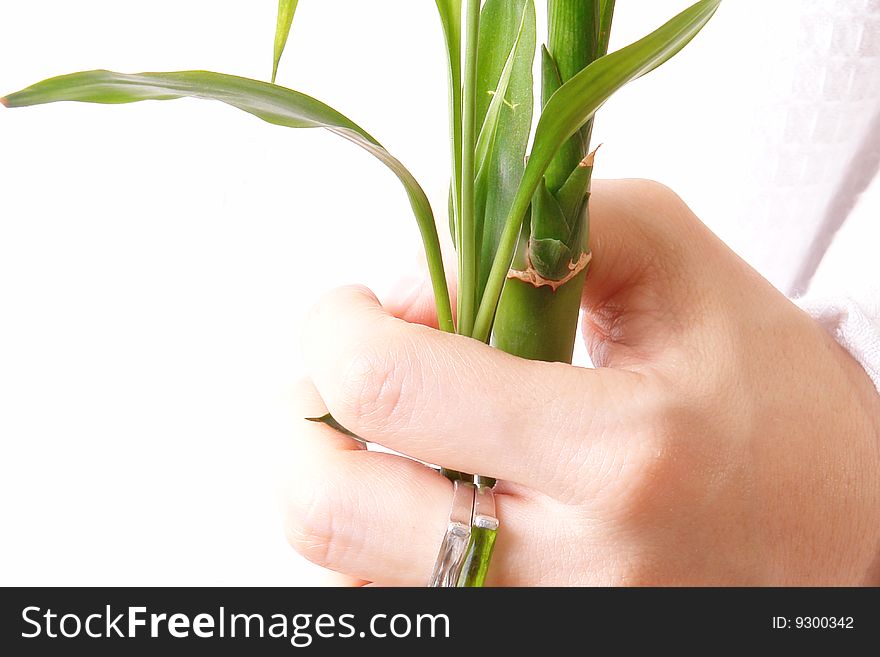 Hand with ring and plant over white background. Hand with ring and plant over white background