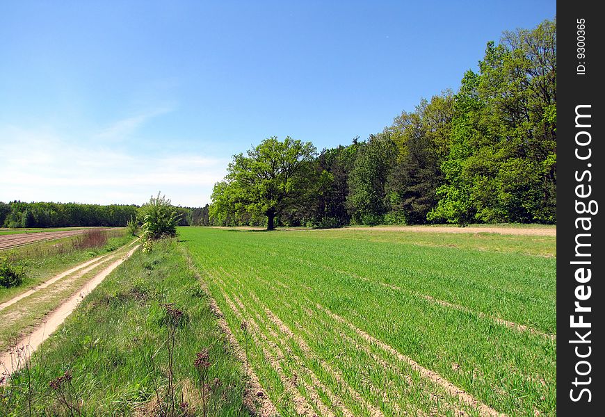 Spring view of the field and forest