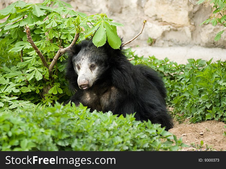 Cute black bear in the zoo