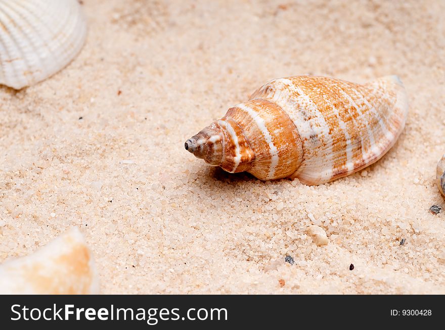 Horizontal close-up of a seashell on sand