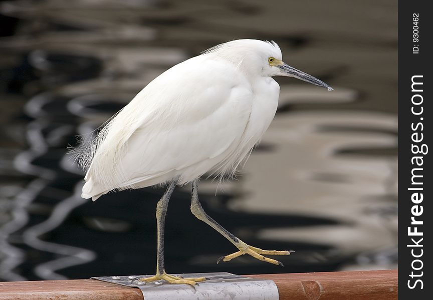 White heron walking near a lake