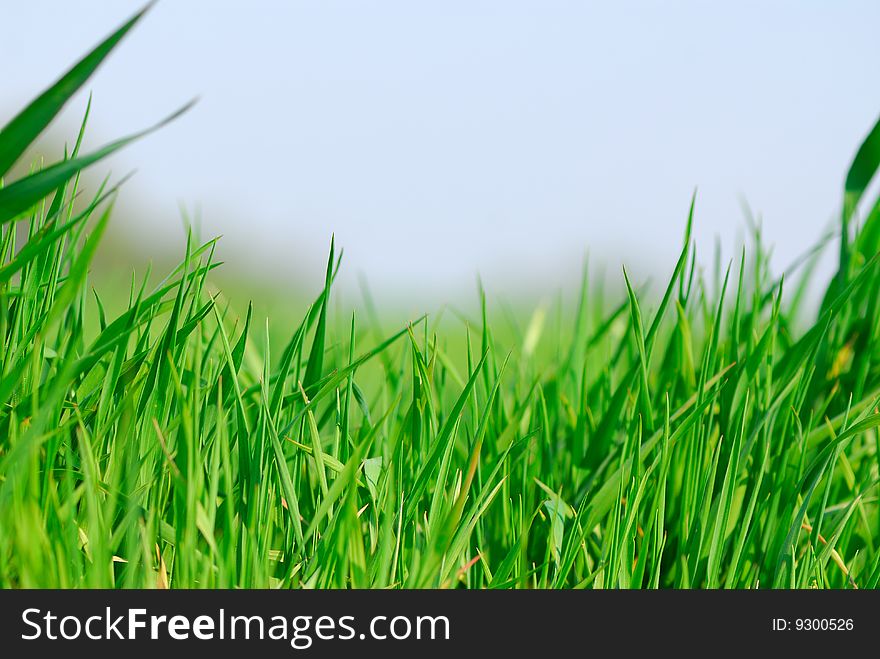 Field green young wheat on  background of  sky. Field green young wheat on  background of  sky