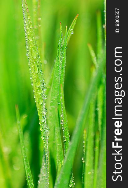 Green stalk young wheat covered with drops of water, sunny day