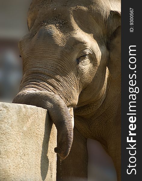 Photo of tired African elephant