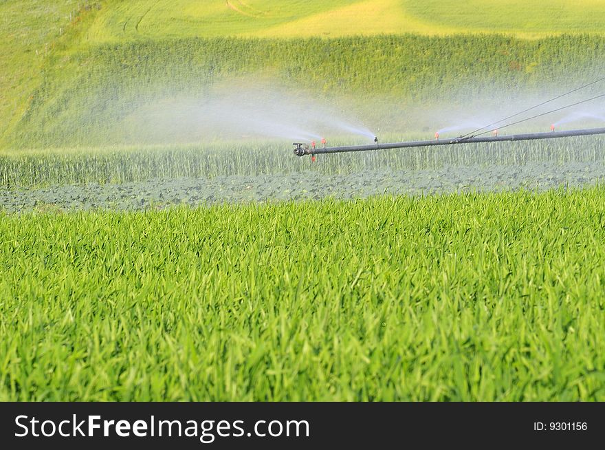 Irrigation for agriculture in green field. Irrigation for agriculture in green field