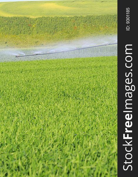 Irrigation for agriculture in green field. Irrigation for agriculture in green field