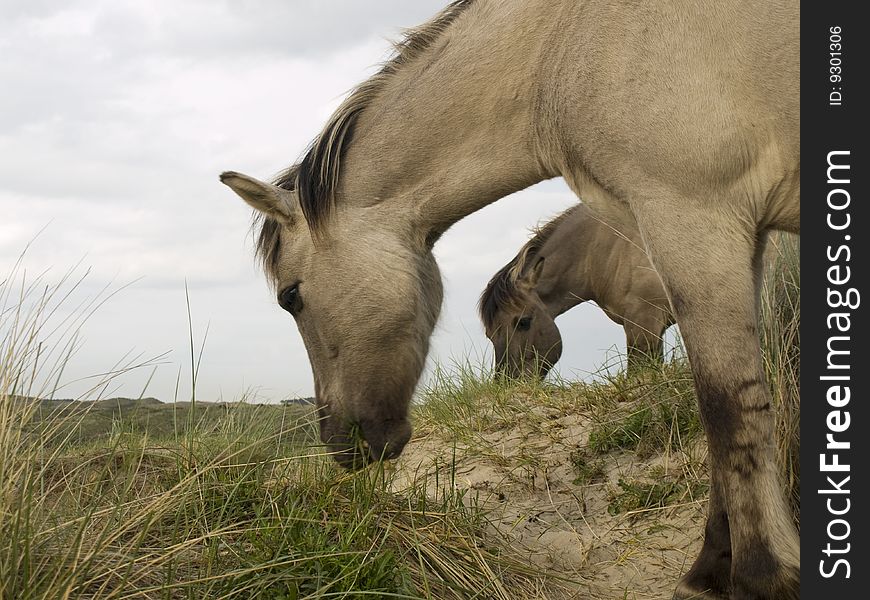 Wild horses in the dutch dunes. Wild horses in the dutch dunes