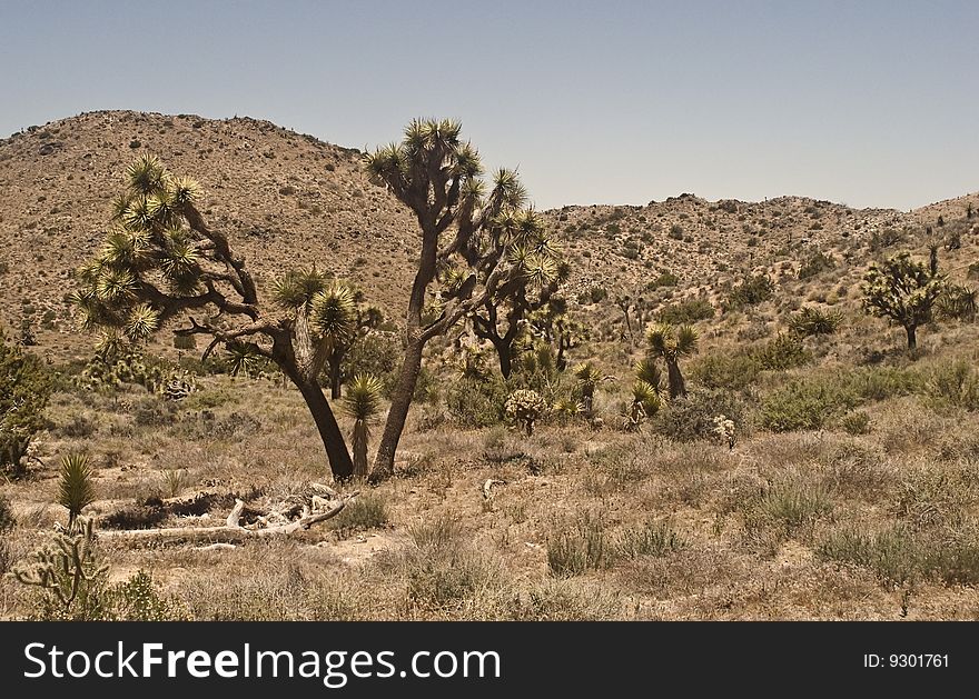 Stand of Joshua Trees