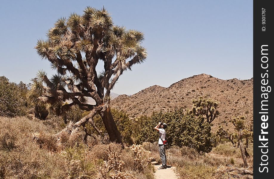 This is a picture of a desert photographer at Joshua Tree National Park.