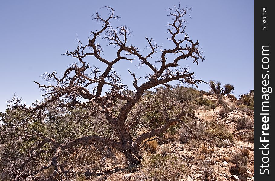 This is a picture a gnarled oak tree from Joshua Tree National Park.