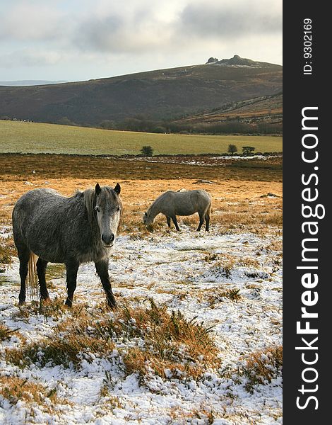 Wild dartmoor ponies in the snow. Wild dartmoor ponies in the snow