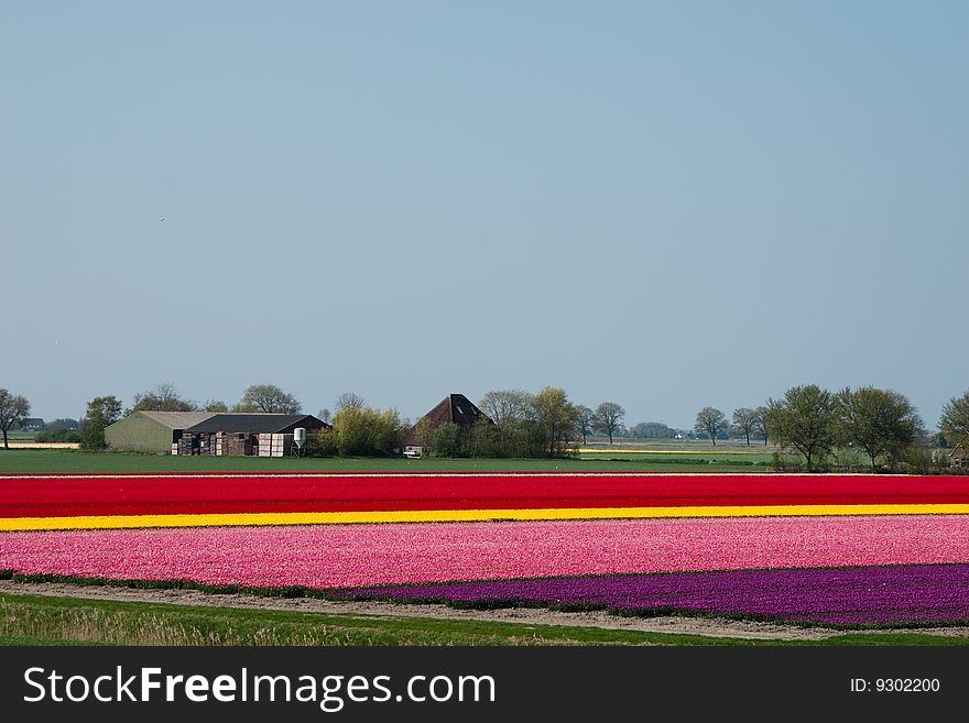 Tulips from Holland. Colourful dutch landscape