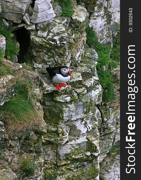 A puffin just leaving its nest hole in the cliff. A puffin just leaving its nest hole in the cliff
