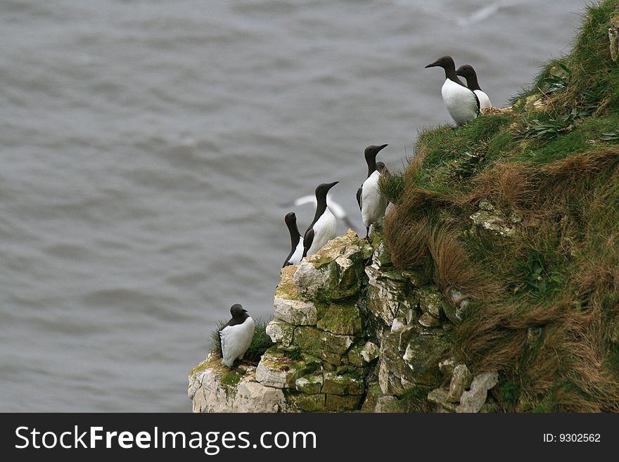 A group of razor bills sitting on a cliff