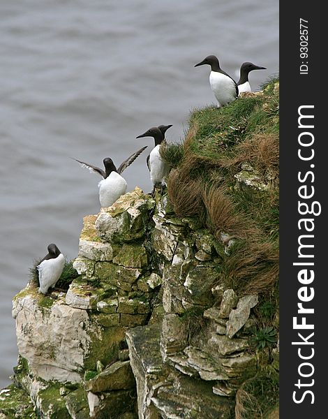 A group of razor bills sitting on a cliff