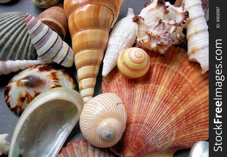 A mixture of exotic seashells together on a gray background.