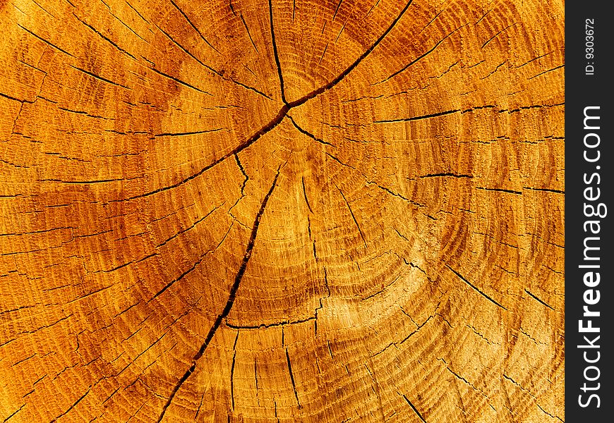 Cut of a tree an oak Ð°bstract background