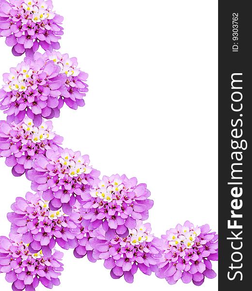 Flowers decorative with violet petals on a white background