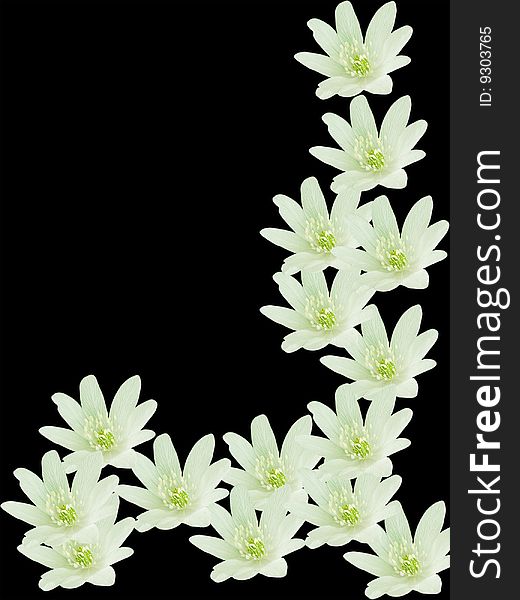 Abstract background from flower snowdrops an ornament. Abstract background from flower snowdrops an ornament