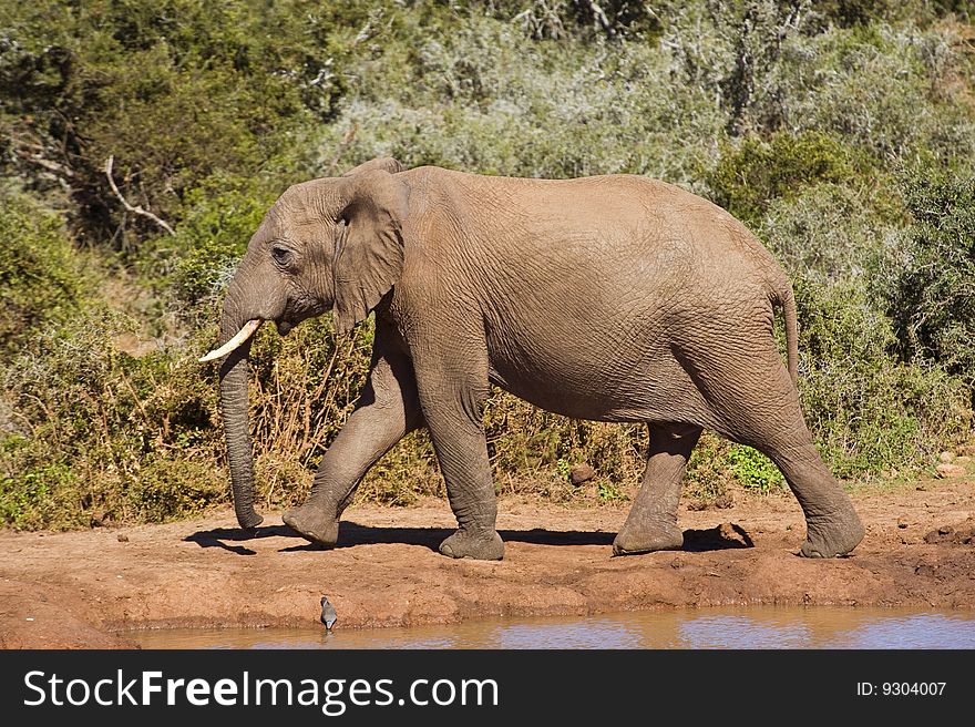 An Elephant strides off after having a drink. An Elephant strides off after having a drink